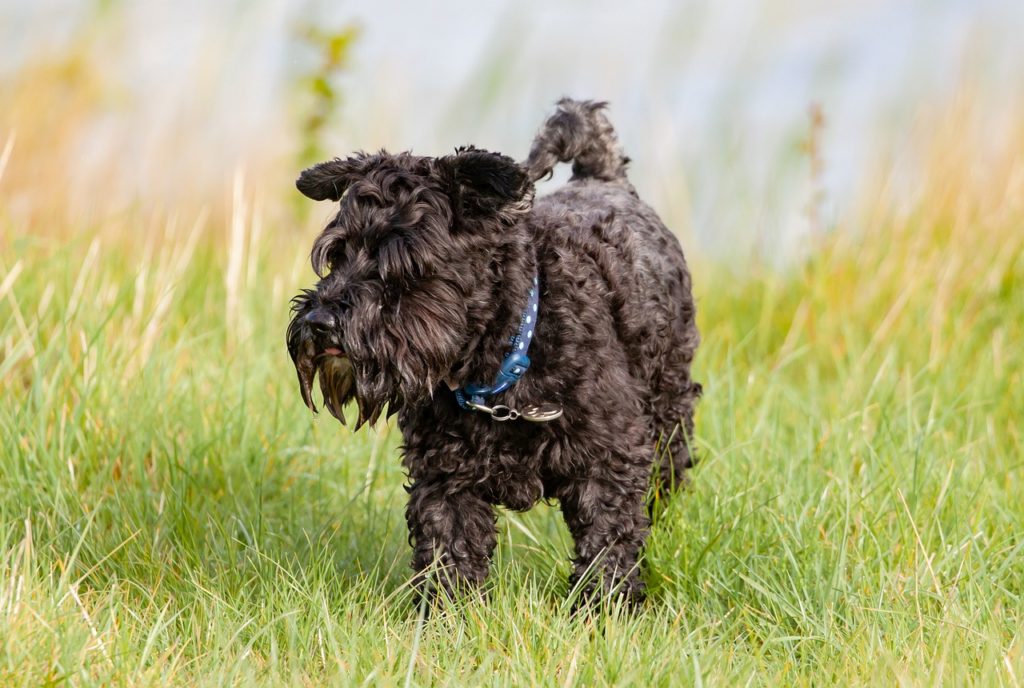 black small dog, scotty dog, dog